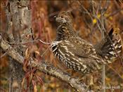 ptarmigan